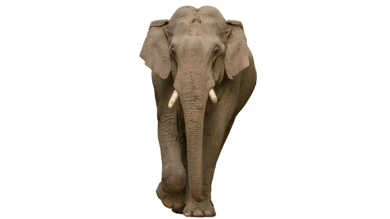 Mysterious Elephant Moves Beyond Recycled Malware: Infrastructure Mapping of a Harassment-Driven Cyber Campaign